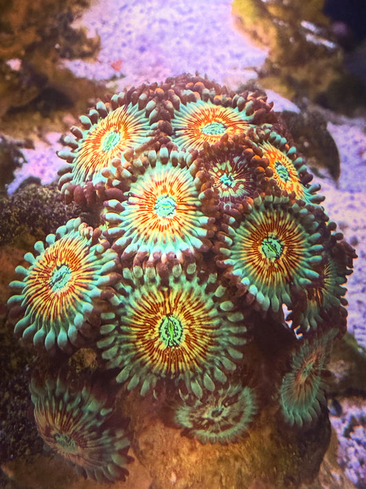 WYSIWYG! Salted Agave Zoanthid Colony
