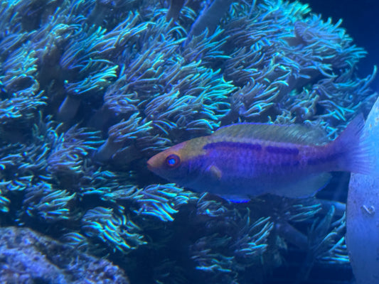 Fairy Wrasse