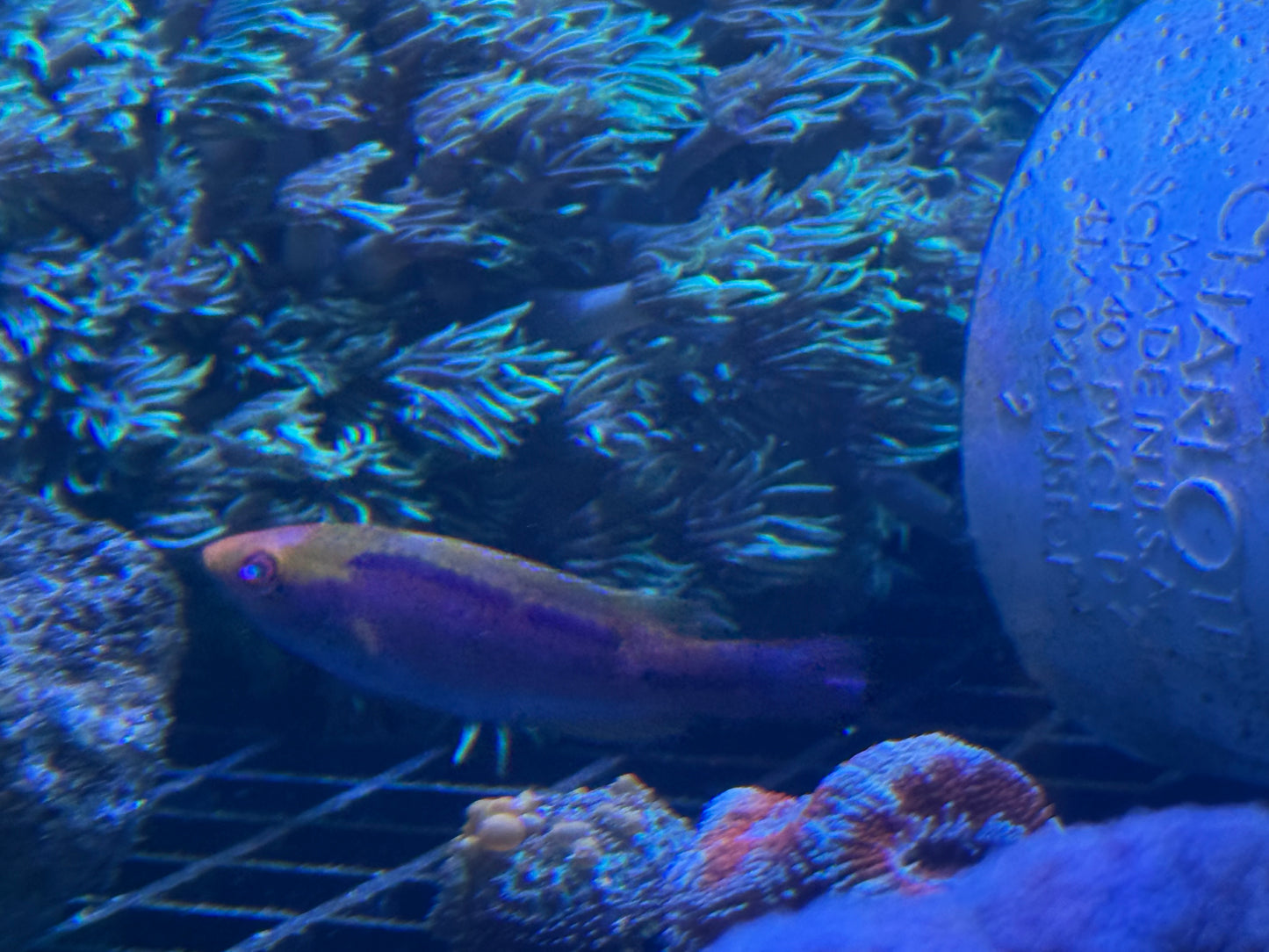 Fairy Wrasse
