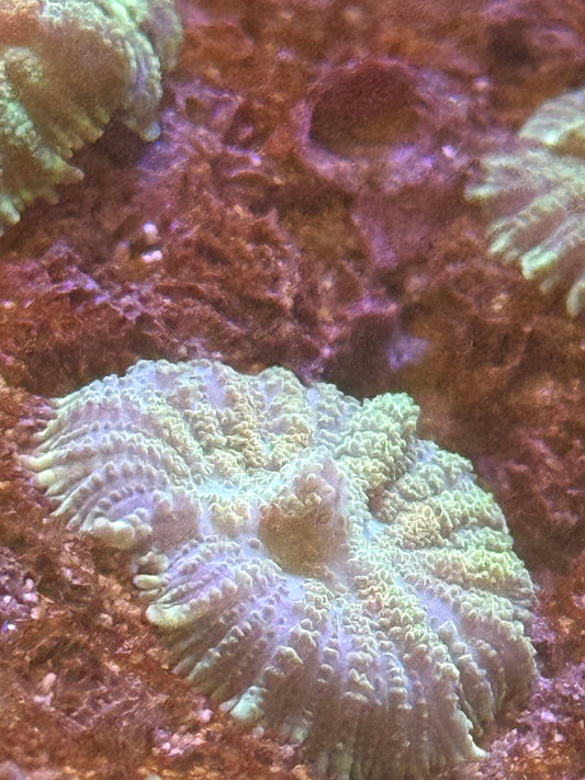 KRS Watermelon twist Rhodactis Mushroom