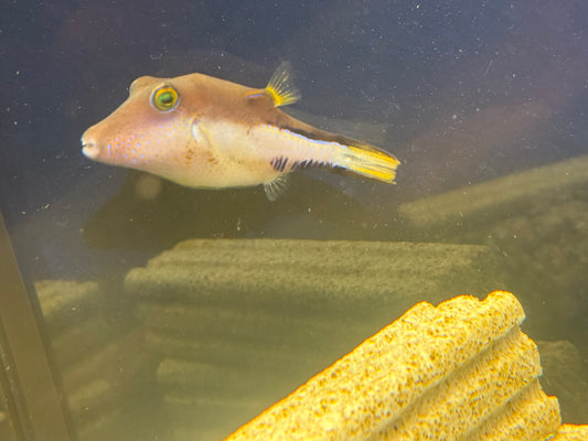 Long nose Puffer Fish