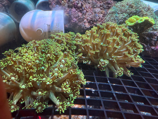 WYSIWYG Metallic Green Unicorn XL Frag