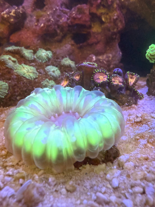 Neon Cynarina coral