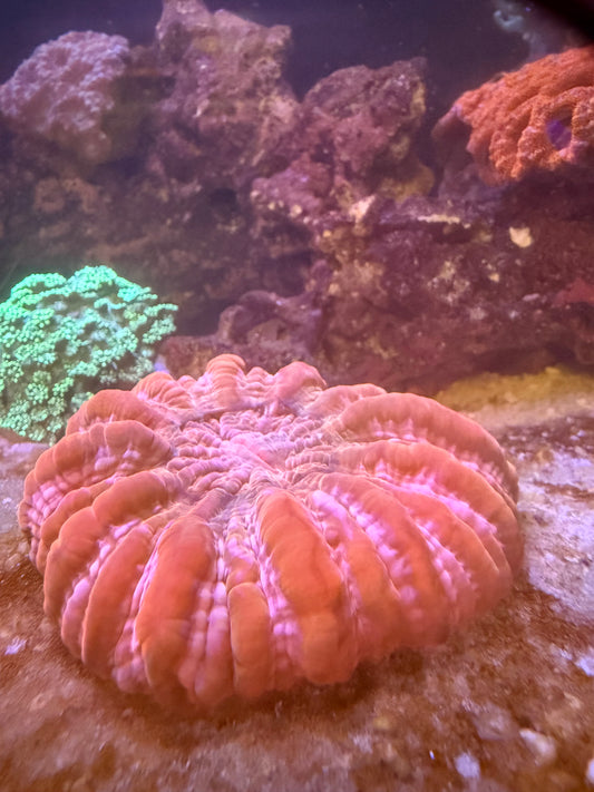 Giant Ruby Red Cynarina