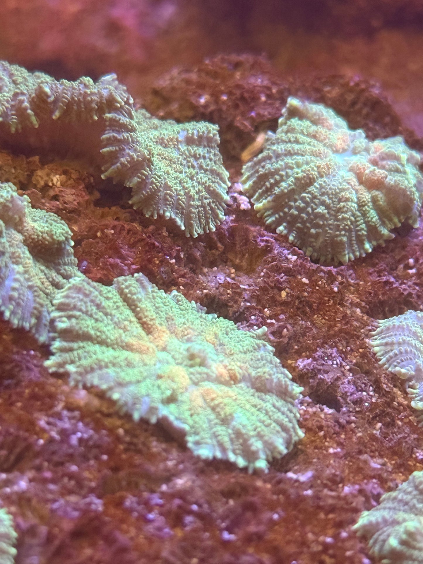 KRS Watermelon twist Rhodactis Mushroom