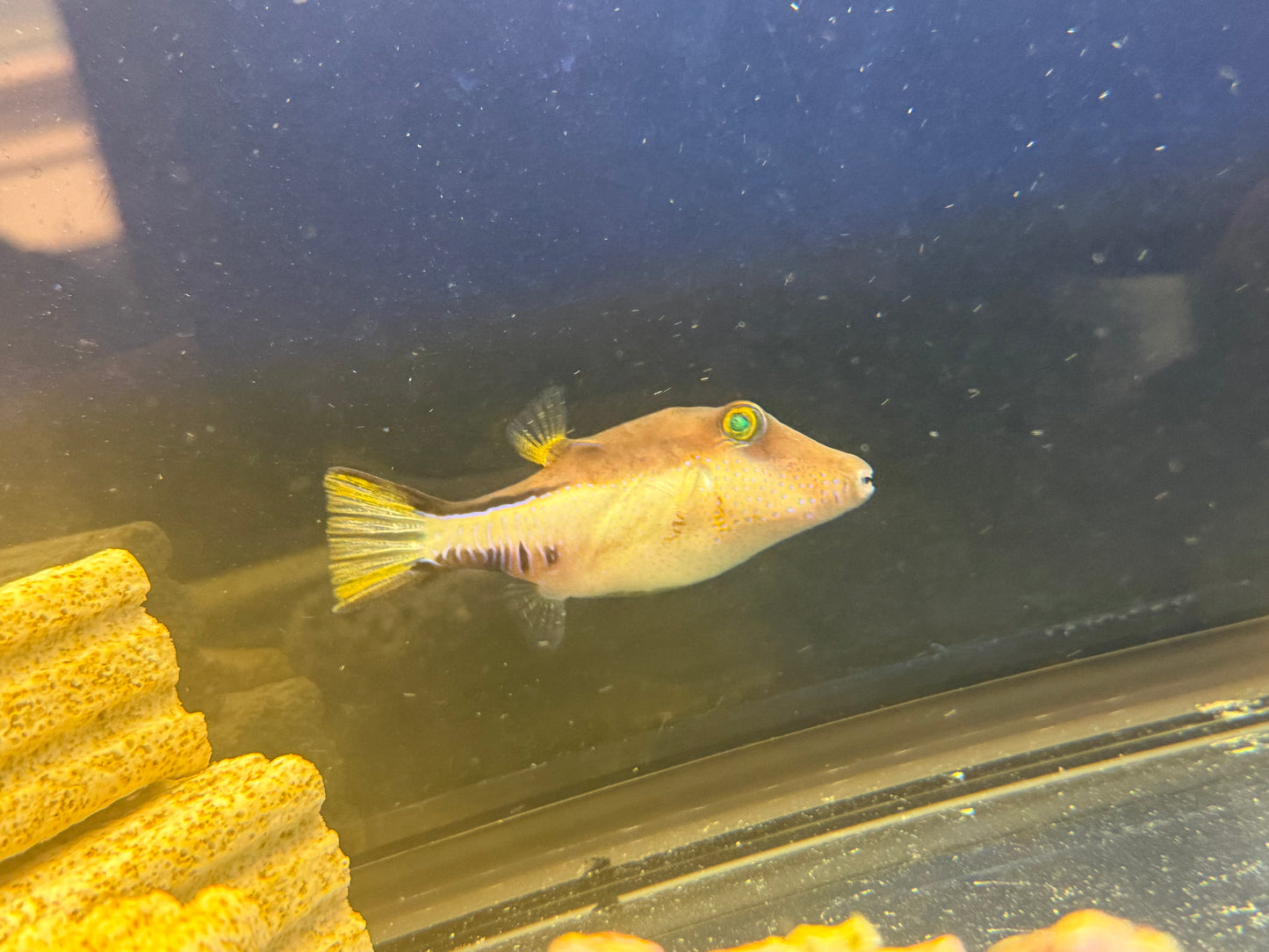Long nose Puffer Fish