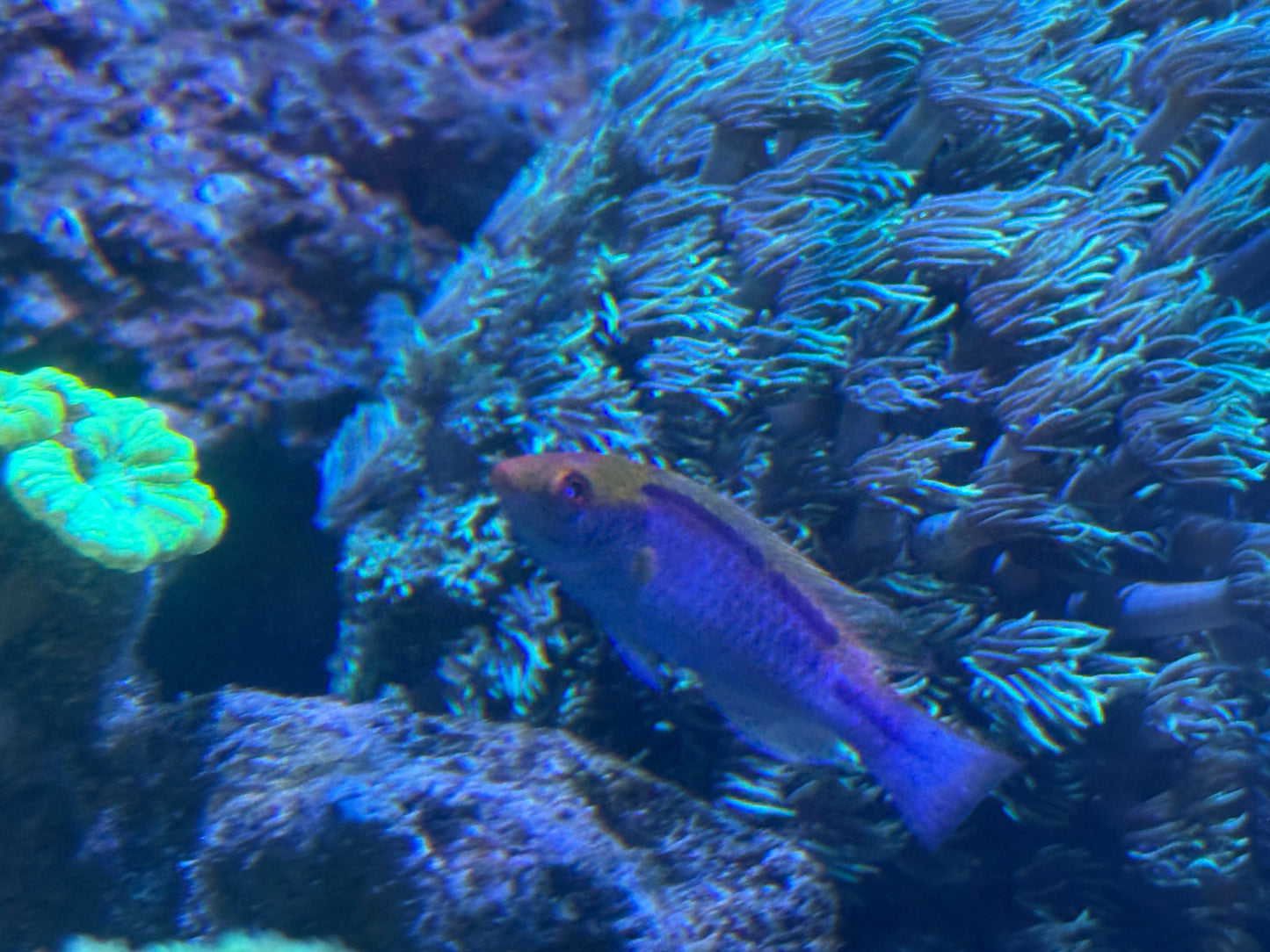 Fairy Wrasse