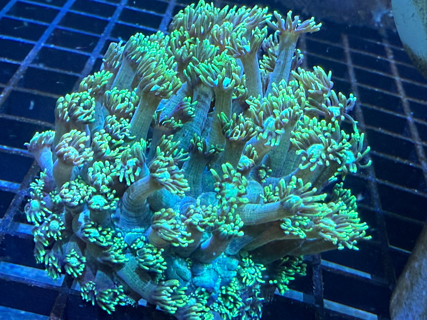 Electric Daisy Gonipora