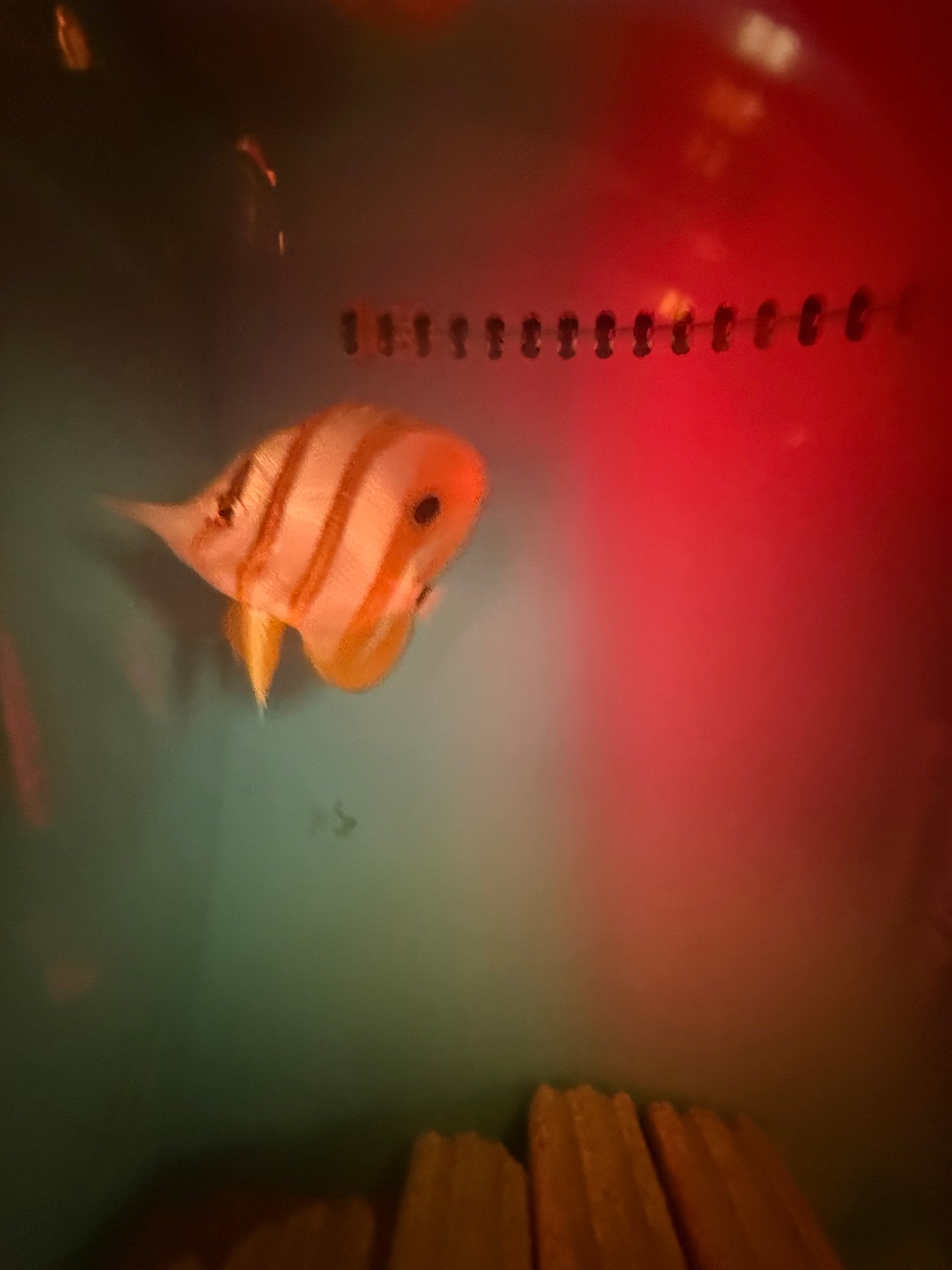 Copperband ButterflyFish