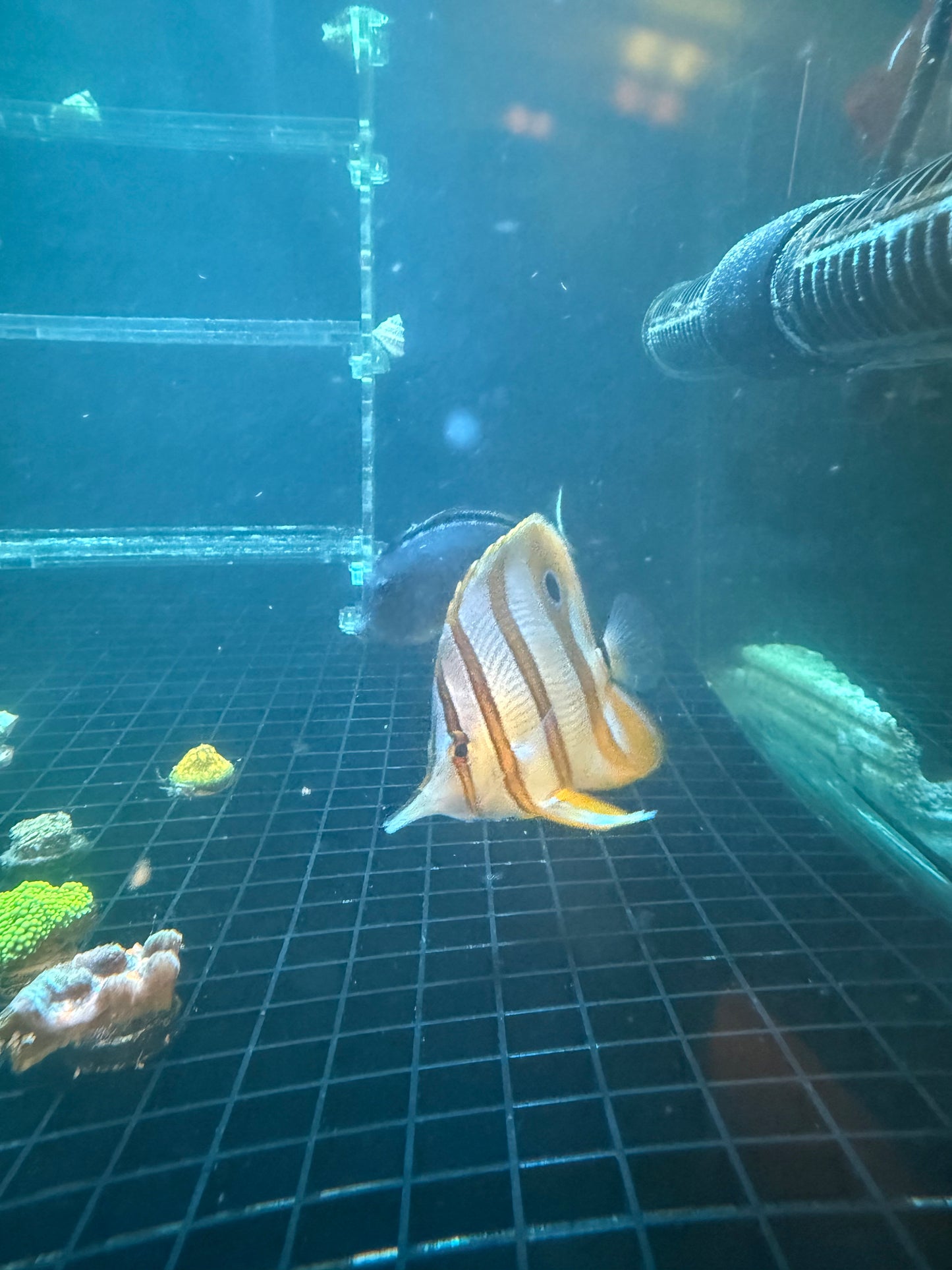 Copperband ButterflyFish
