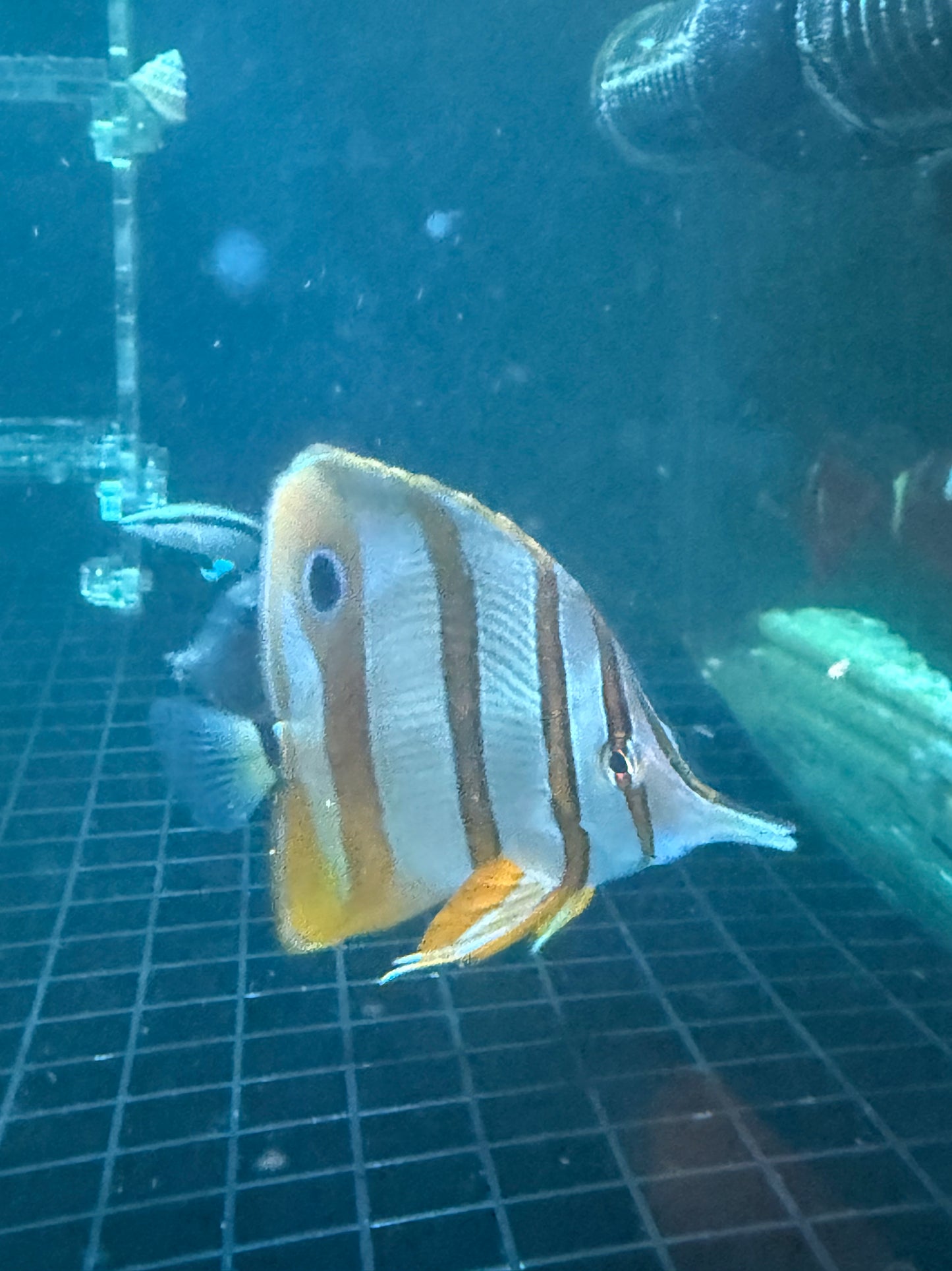 Copperband ButterflyFish
