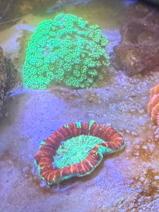 Neon Trachyphyllia coral