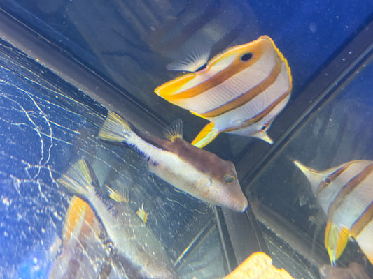 Copperband ButterflyFish