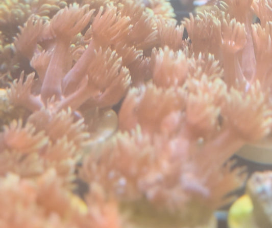 BLACK FRIDAY SPECIAL GONI