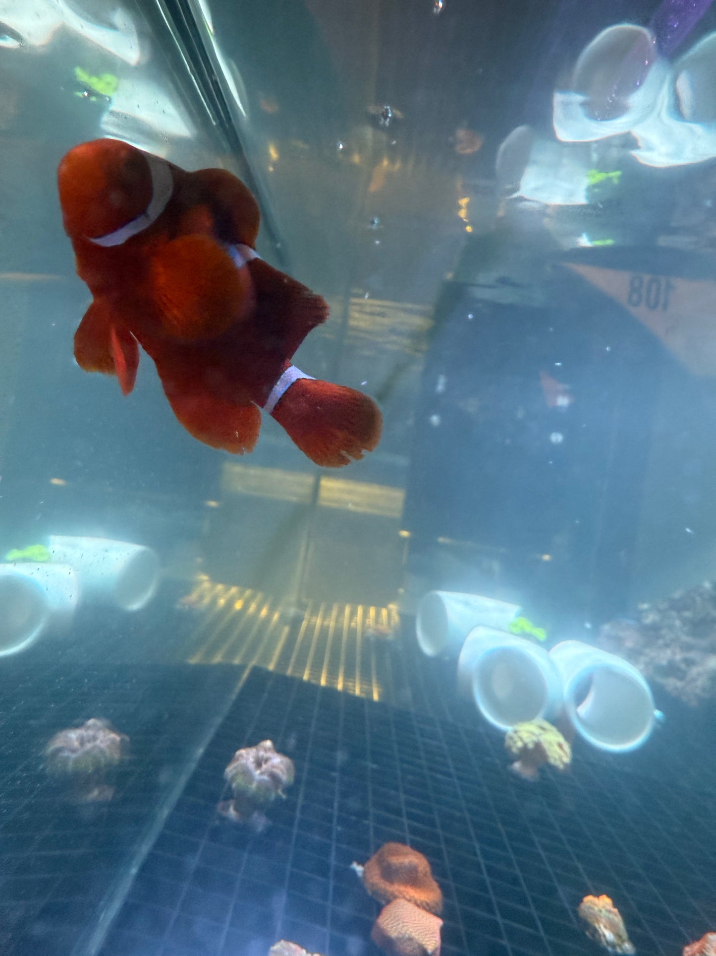 Maroon Clownfish Single
