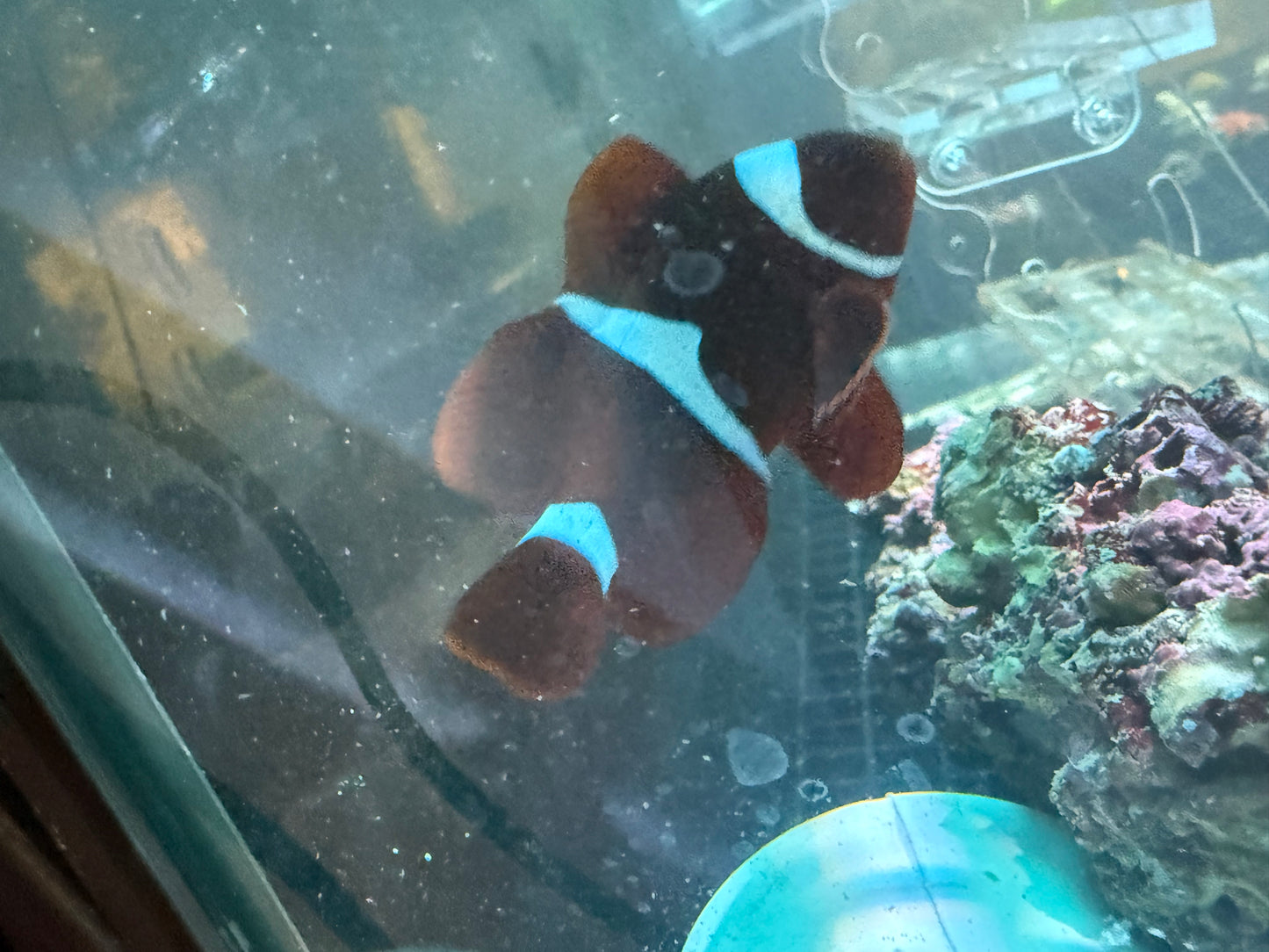 Maroon Clownfish Single