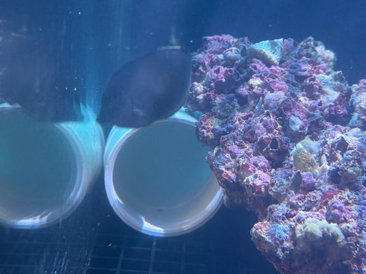 Juvenile Blonde Naso Tang