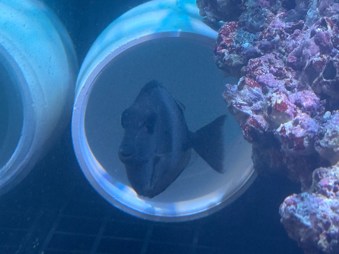Juvenile Blonde Naso Tang
