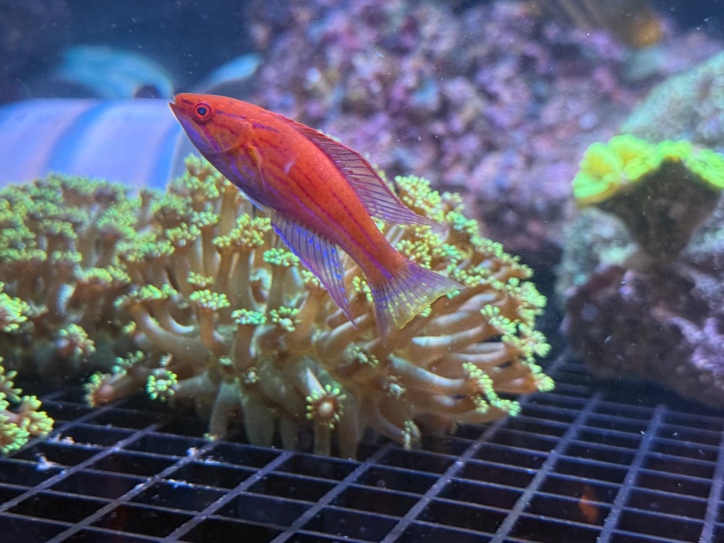 Royal Flasher Wrasse