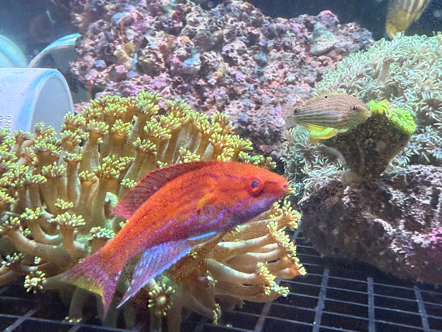 Royal Flasher Wrasse