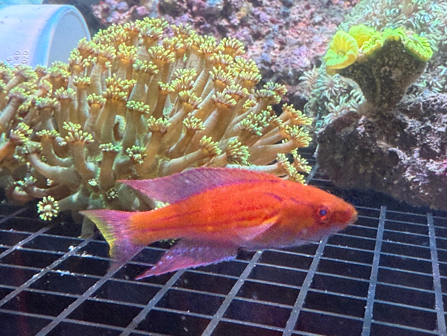 Royal Flasher Wrasse