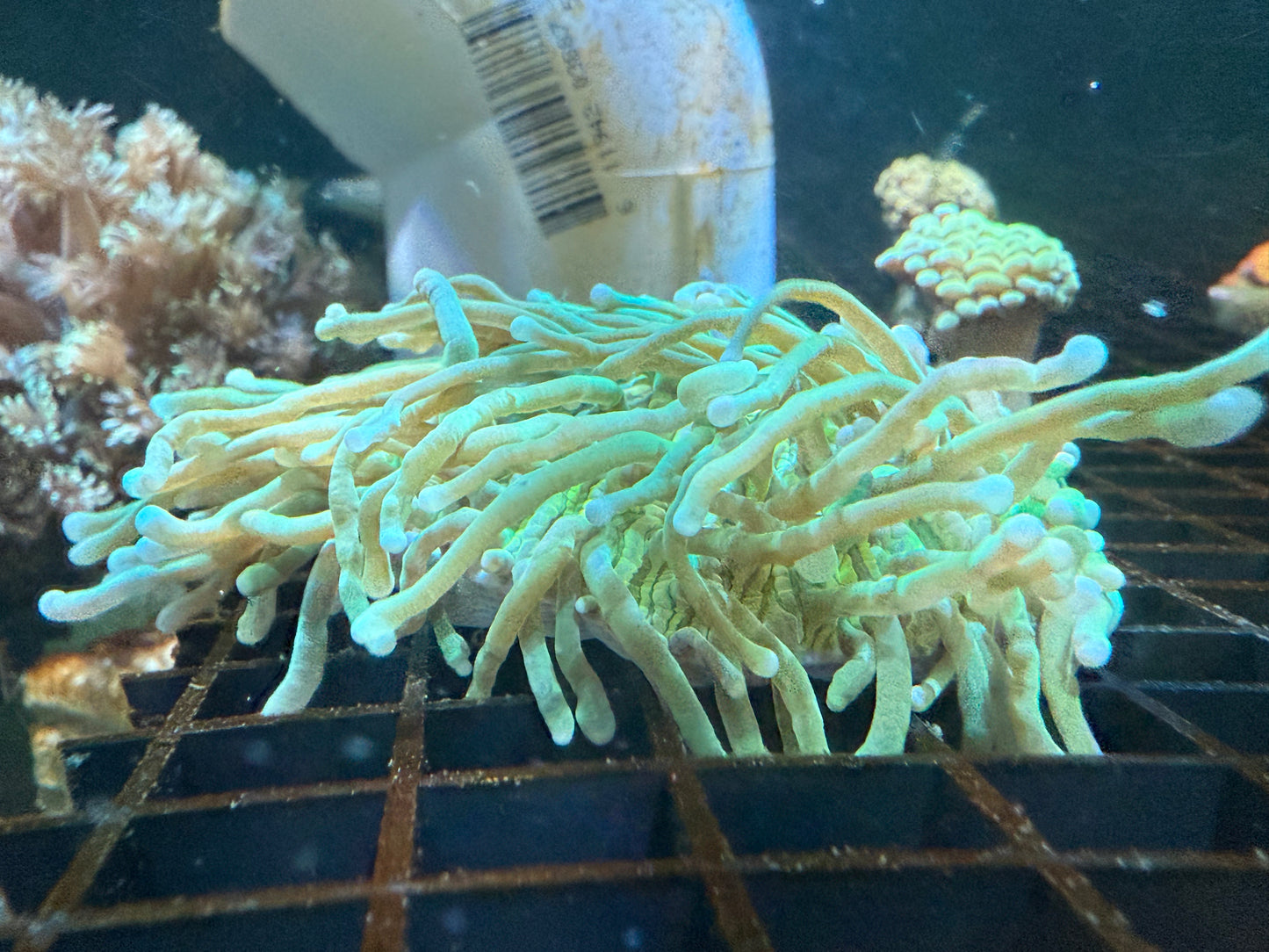 WYSIWYG Super Long Tenticle Green Plate