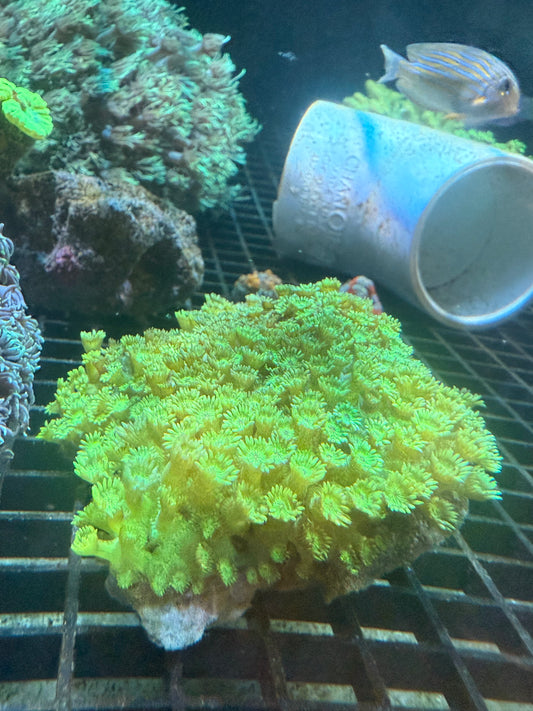 Ultra Tweety’s Yellow Gonipora Rock