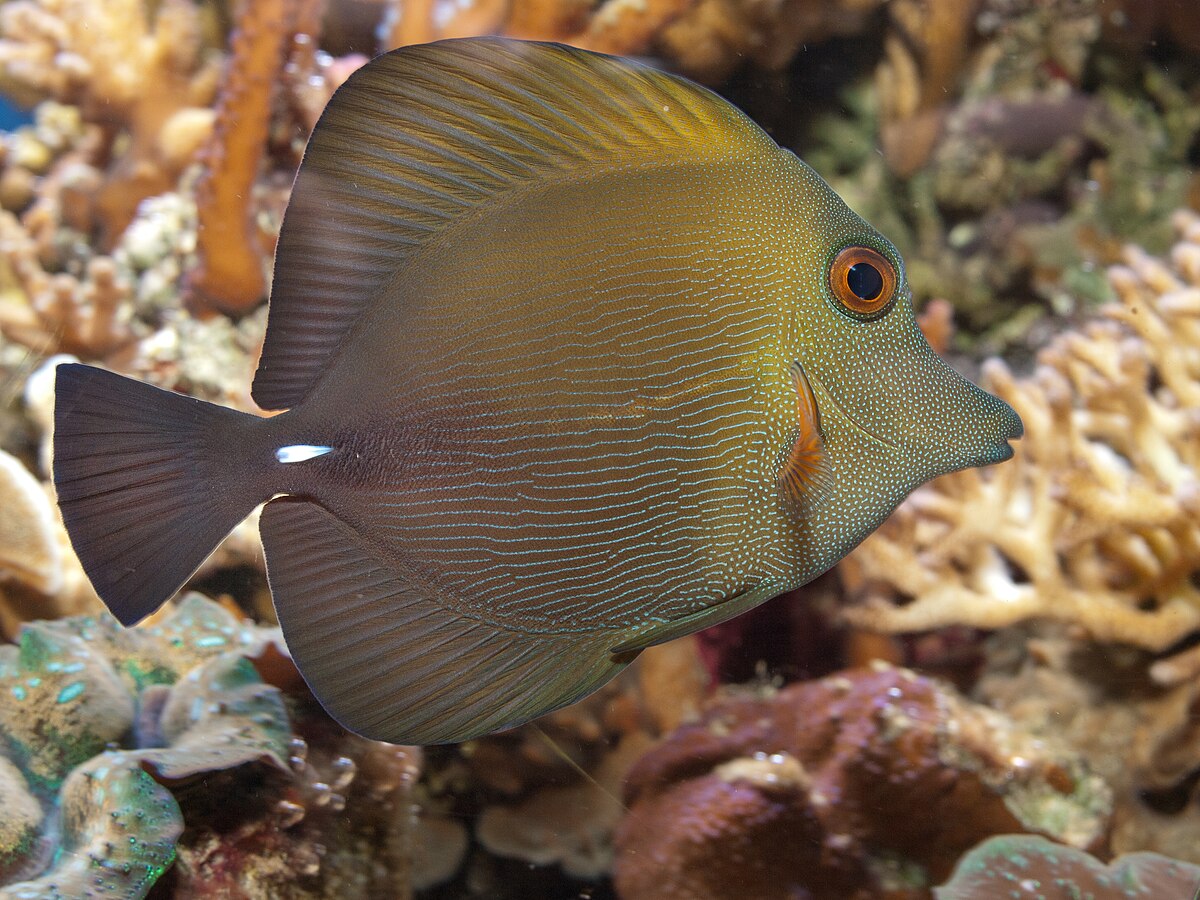 Zebrasoma Scopas Tang