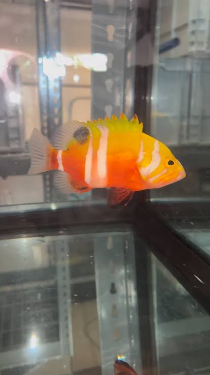RARE! Neptune Grouper