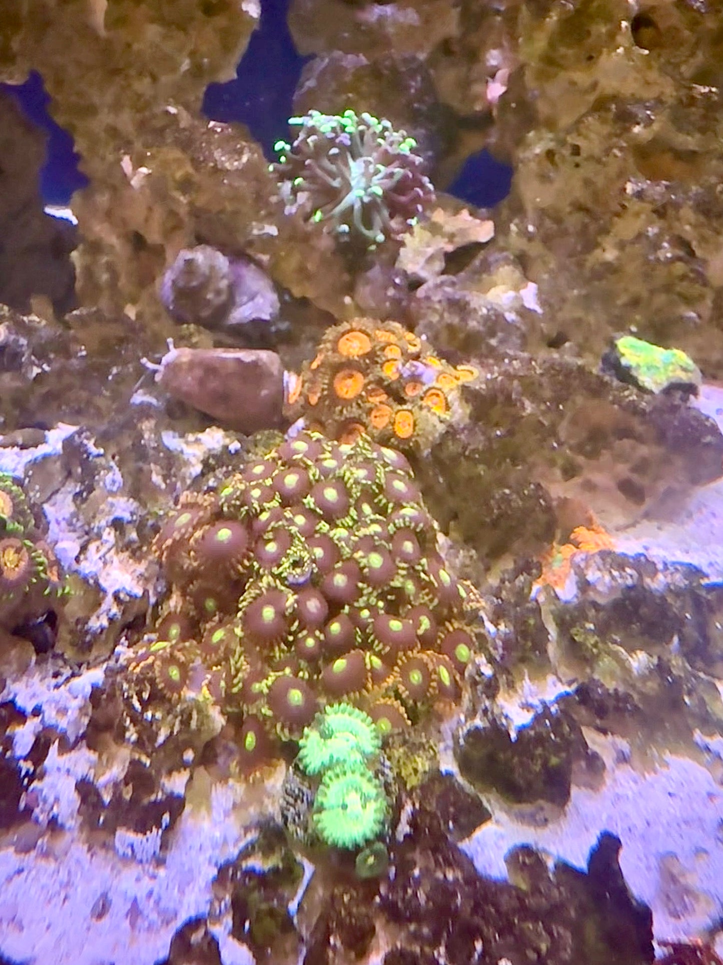 Bozo's Birthday Zoanthid Frag
