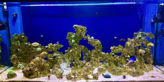 Custom Aquascape step 1