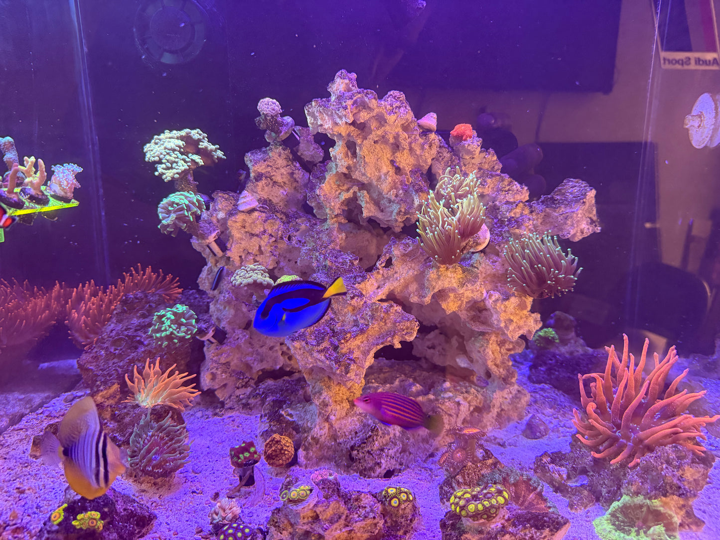 Custom Aquascape step 1
