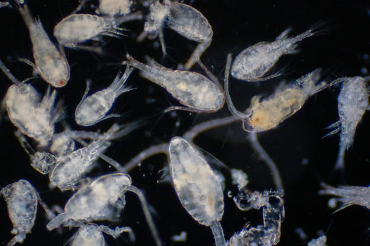 KRS Copepod Mix