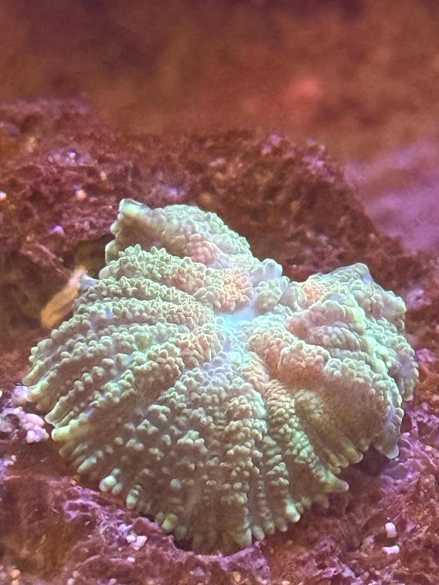 KRS Watermelon twist Rhodactis Mushroom