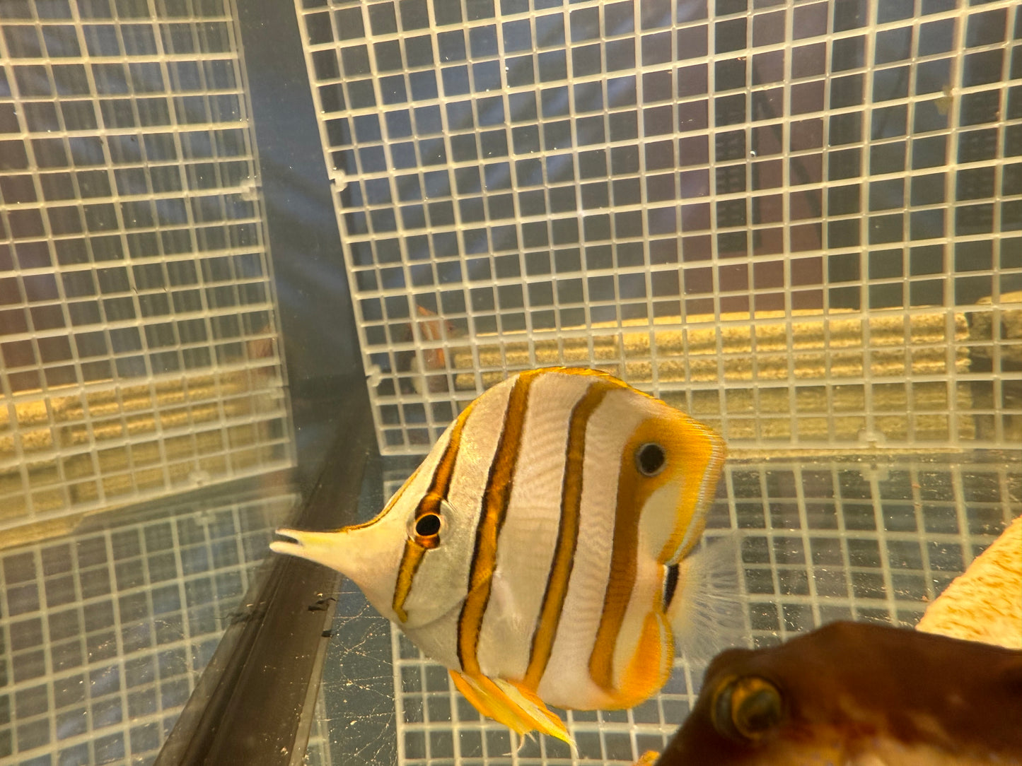 Copperband ButterflyFish