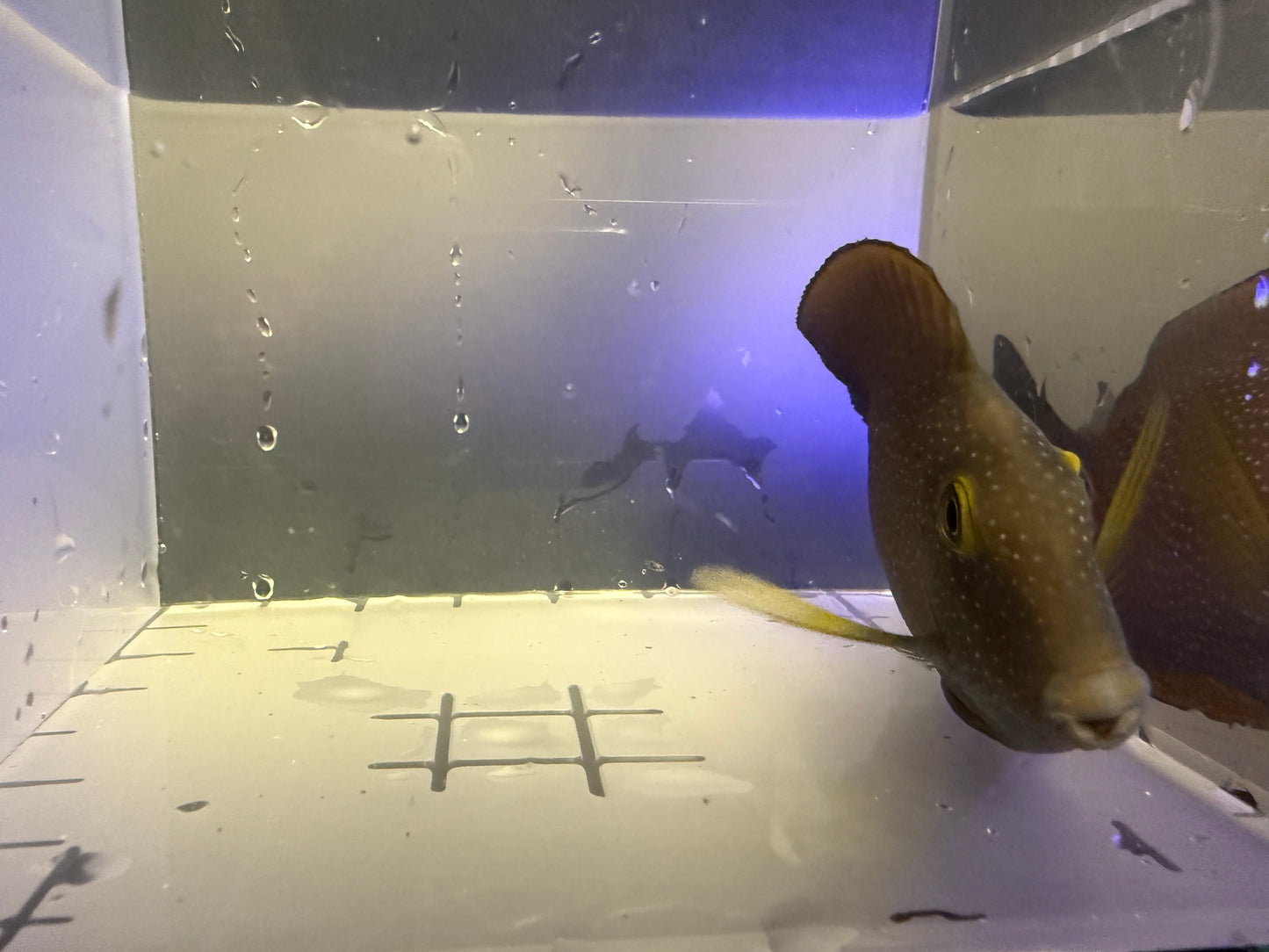 Hawaiian-Red Yellow Eye Kole tang