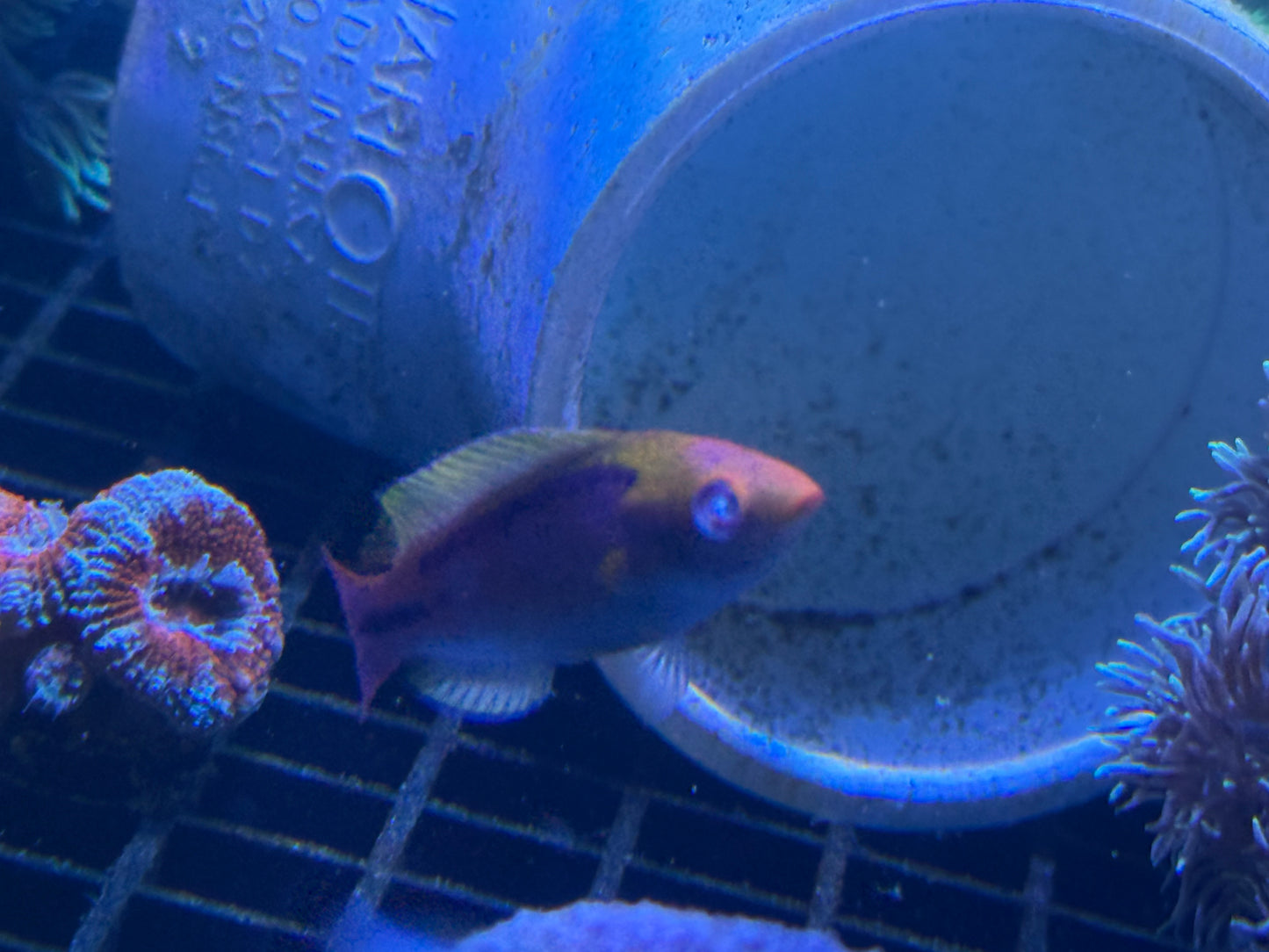 Fairy Wrasse