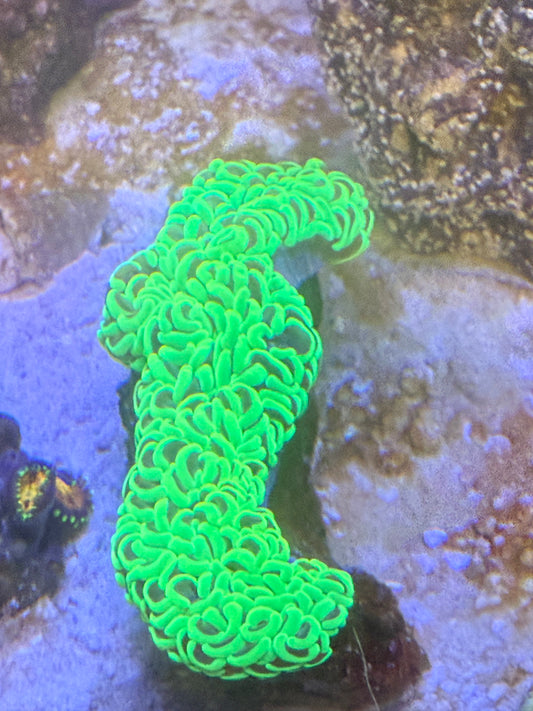 Neon Wall Hammer colony
