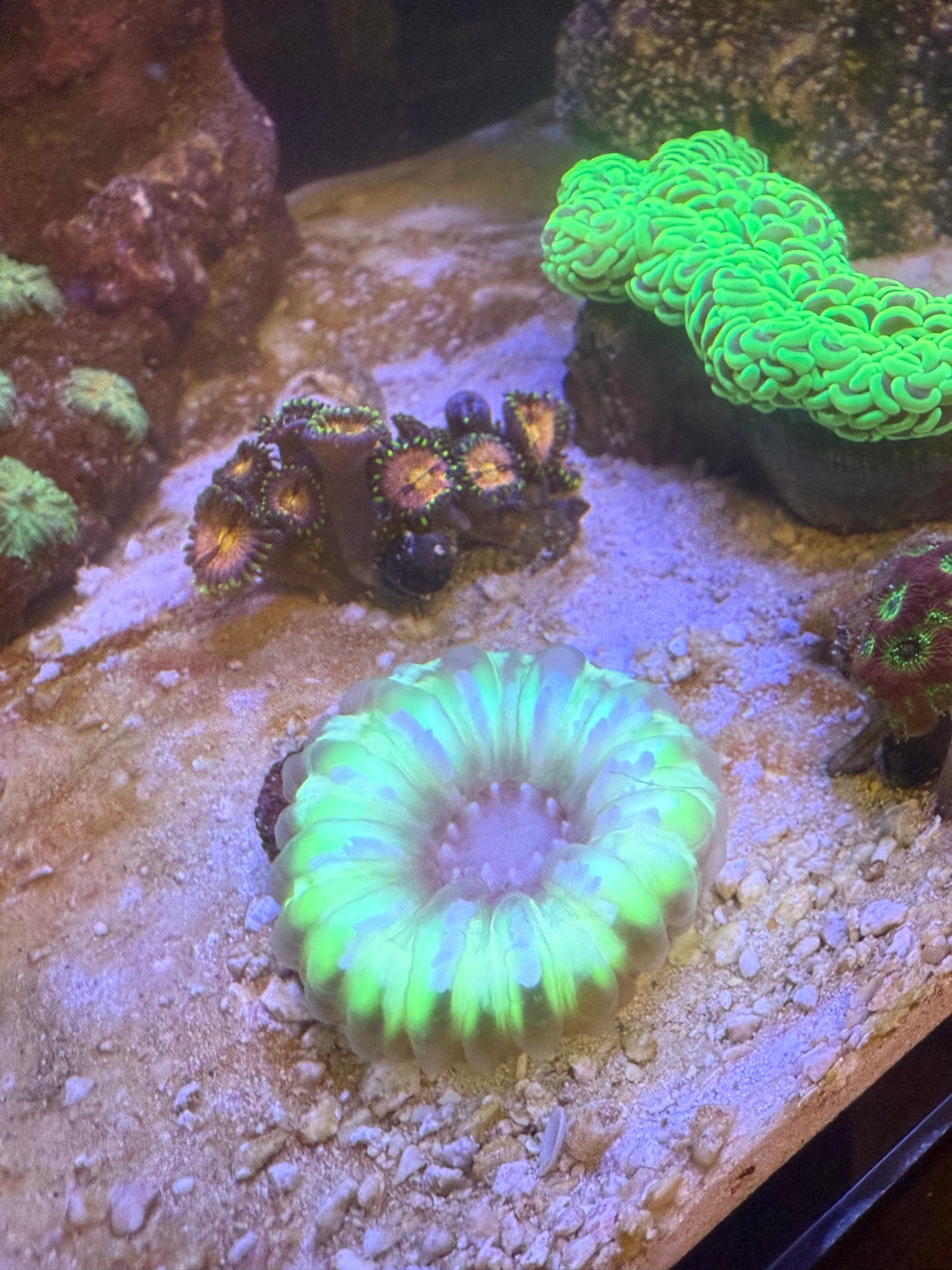 Neon Cynarina coral