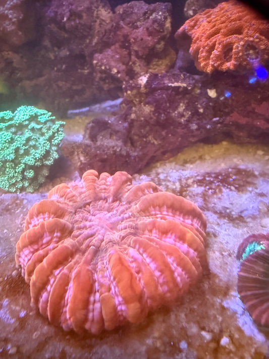 Giant Ruby Red Cynarina