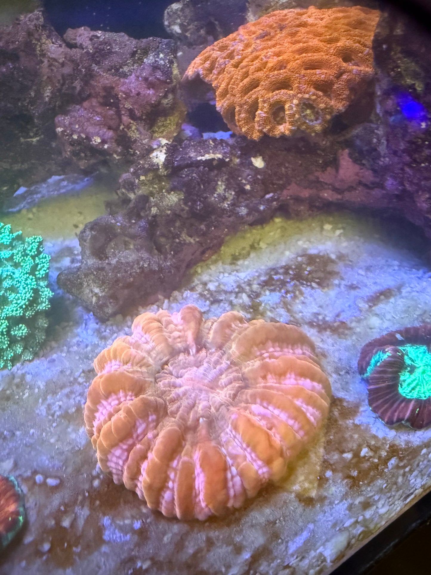 Giant Ruby Red Cynarina