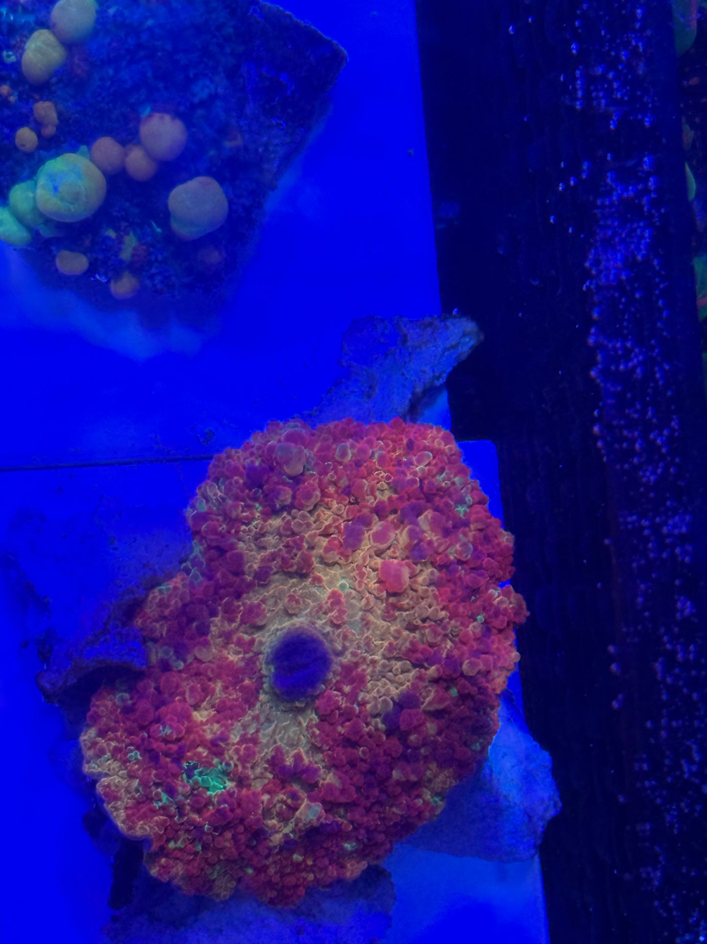 XL Purple Monster
