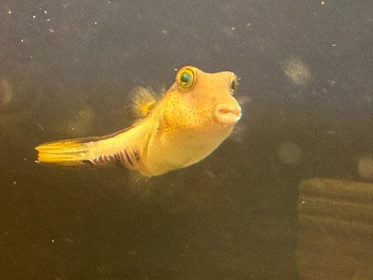 Long nose Puffer Fish
