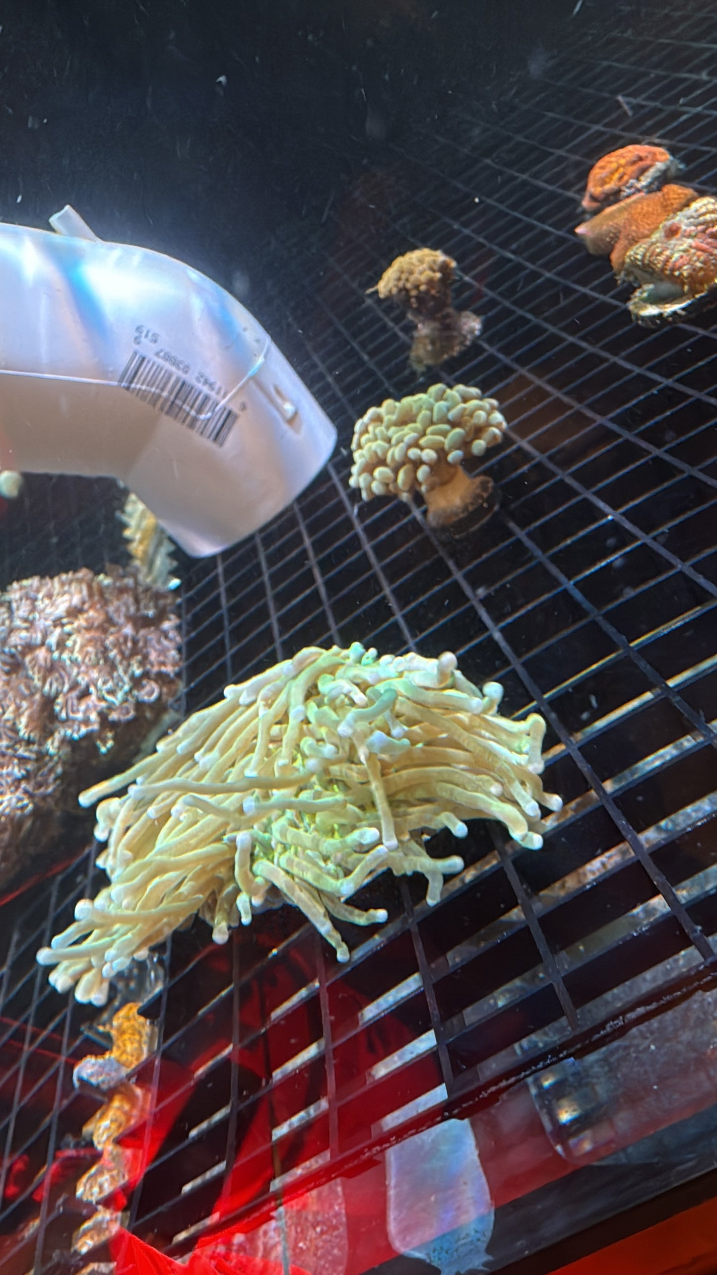 WYSIWYG Super Long Tenticle Green Plate