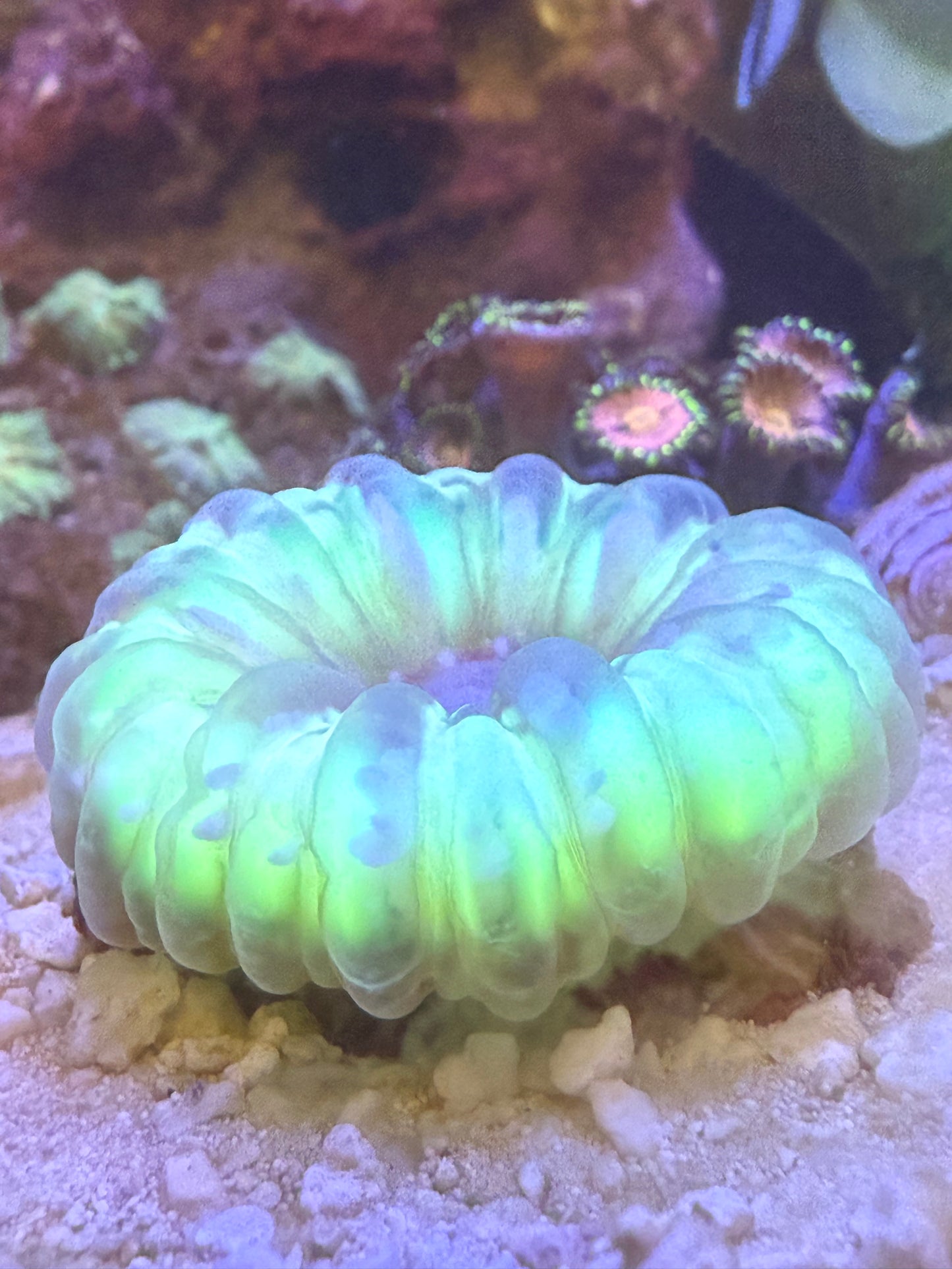Neon Cynarina coral