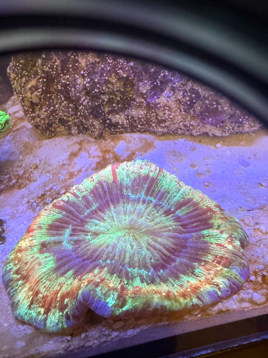 Master Rainbow Trachyphyllia coral