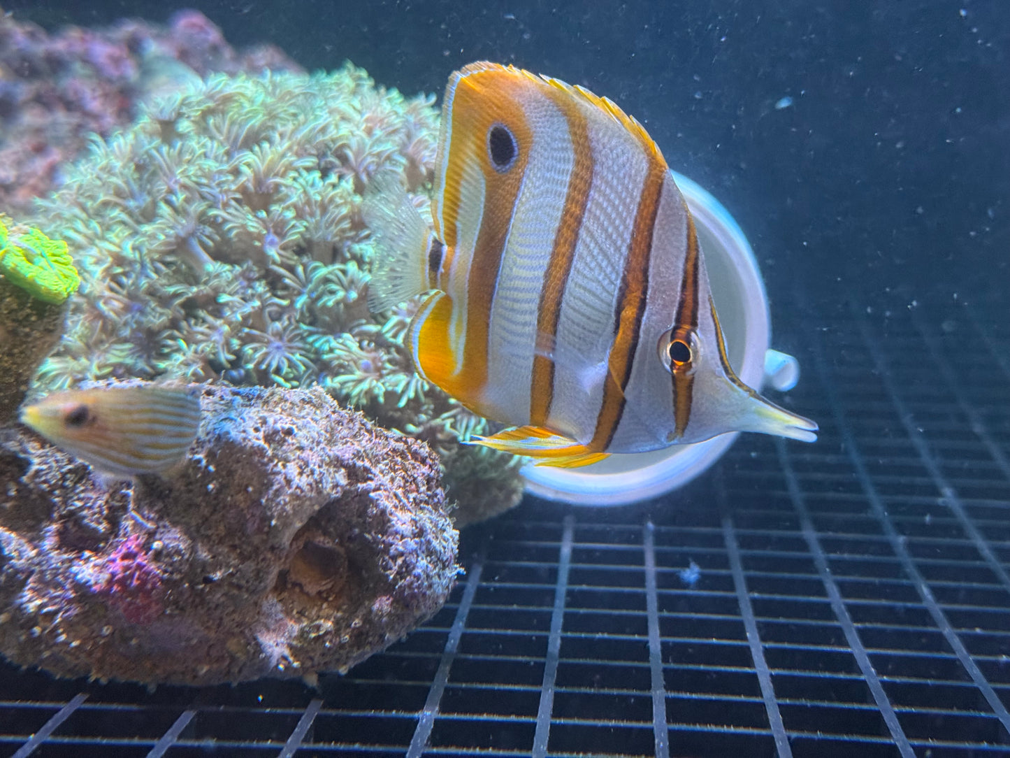 Copperband ButterflyFish