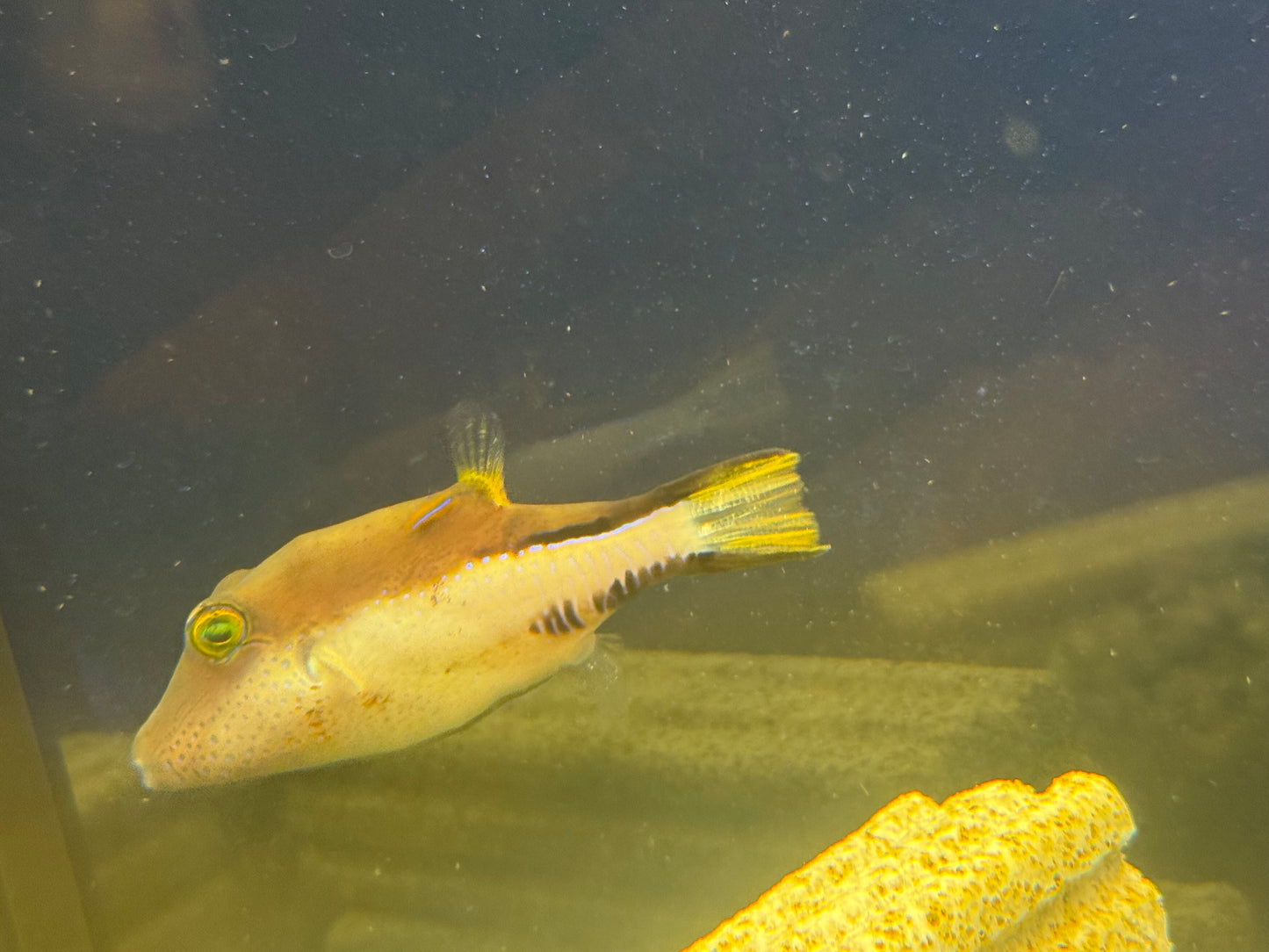Long nose Puffer Fish
