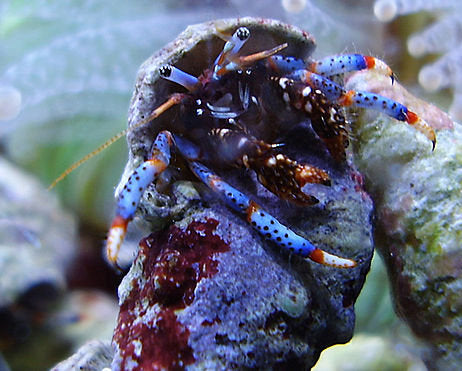 Blue leg hermit crab