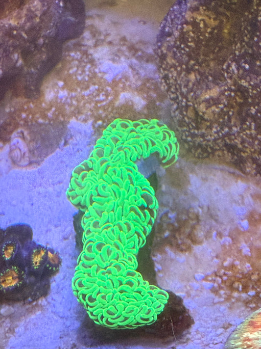 Neon Wall Hammer colony
